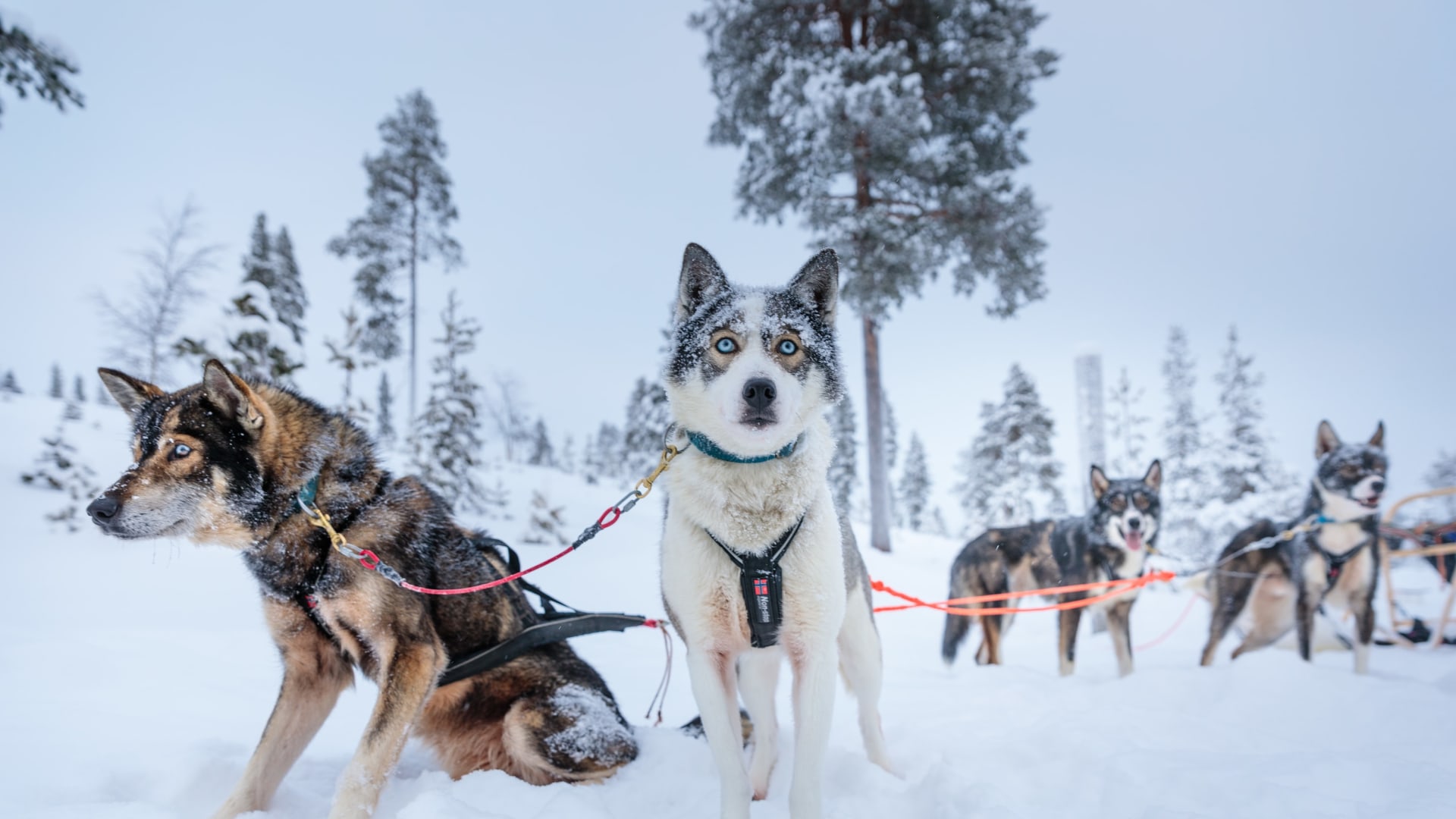 Hundeschlitten Pause